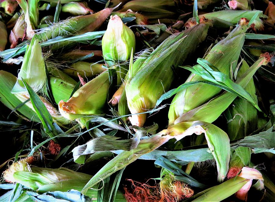 Fresh Jersey Corn Ready for Shucking Photograph by Linda Stern