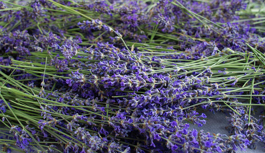 Fresh lavender on a table Photograph by Jean-Luc Farges