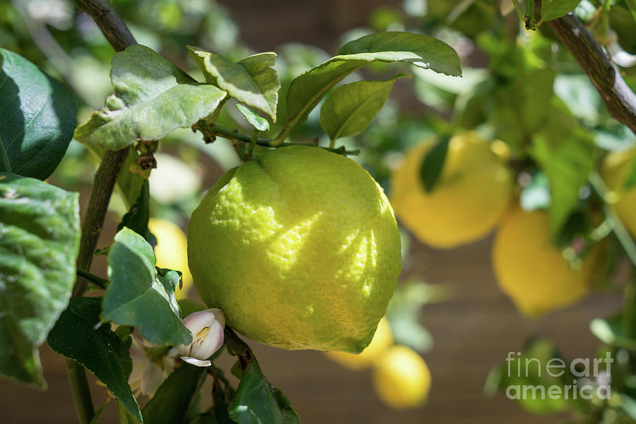 Fresh Lemon, Lovely Lemon Tree And Flowers In Spring Photograph by Adriana Mueller