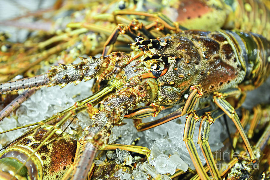 Fresh Lobster Photograph by Olga Hamilton