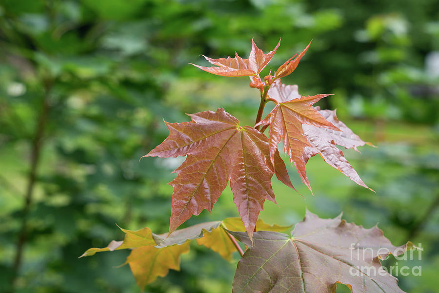 Fresh maple leaves Photograph by Adriana Mueller