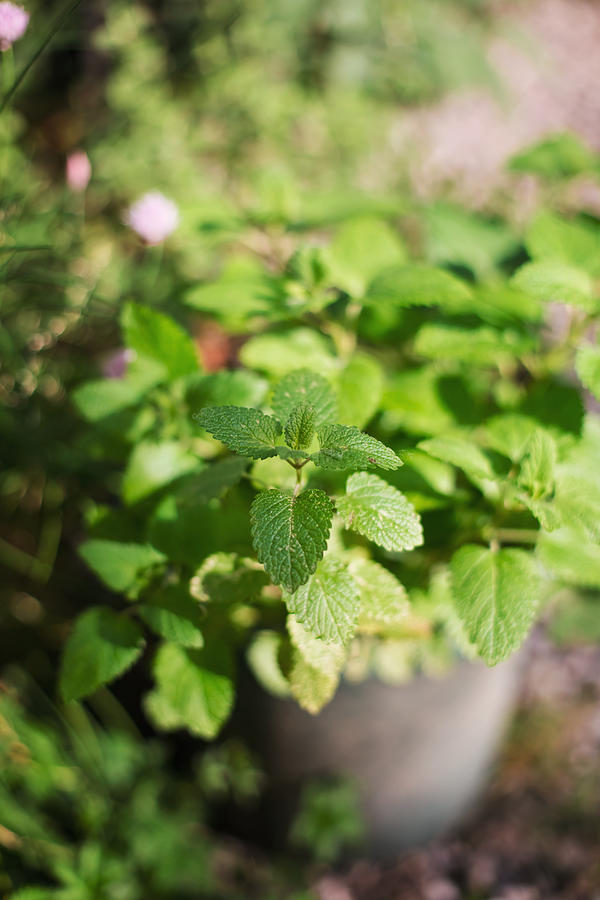 Fresh mint growing in pot in sunny herb garden Photograph by Les Hirondelles Photography