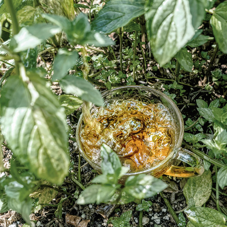 Fresh Mint Tea Photograph by Sharon Popek
