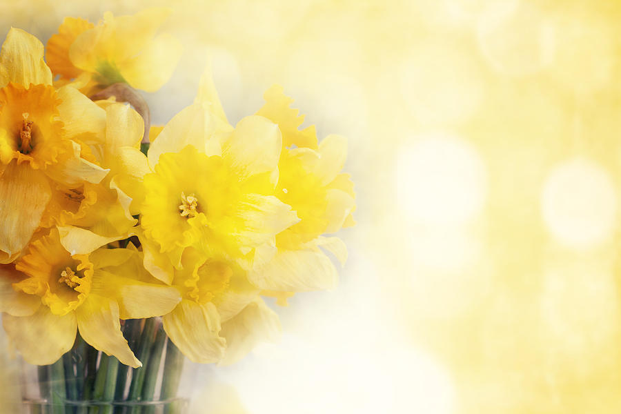 Fresh narcissus, greeting card for mothers day, 8 March, Valenti Photograph by Morgan_studio