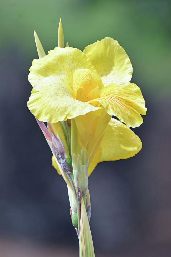 Fresh New Cana Lily Photograph by Roberta Byram Fresh New Cana Lily Photograph by Roberta Byram