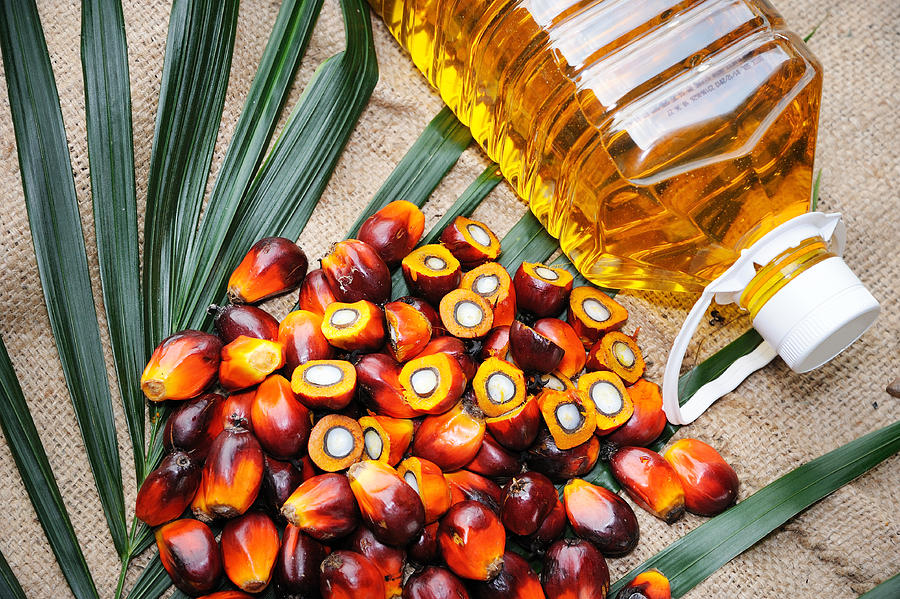 Fresh oil palm fruits Photograph by Slpu9945