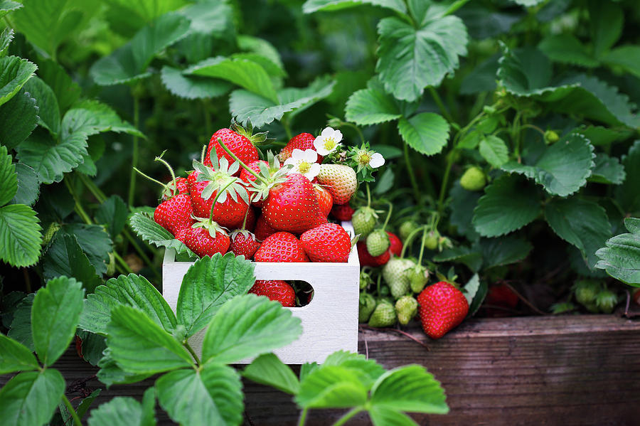 Fresh Organic Strawberries in a Wooden Box by a Raised Bed Photograph by Stephanie Frey