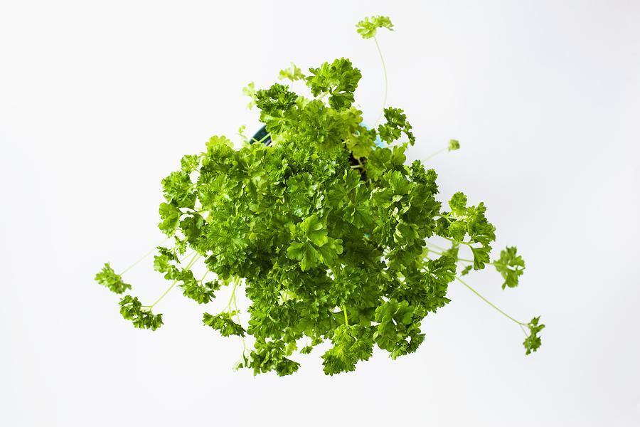 Fresh parsley in a flower pot Photograph by Image Professionals GmbH