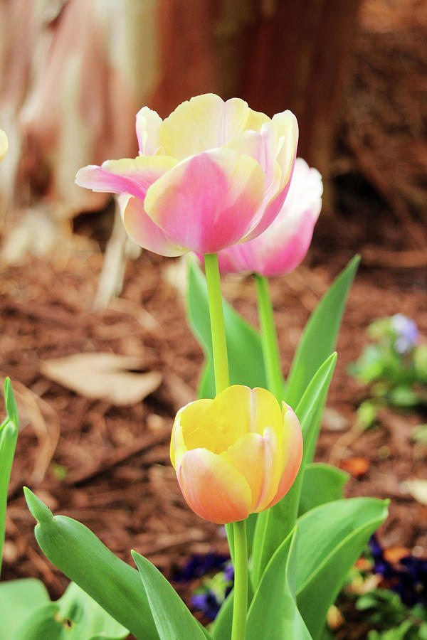 Fresh Pastel Tulips Photograph by Cynthia Guinn