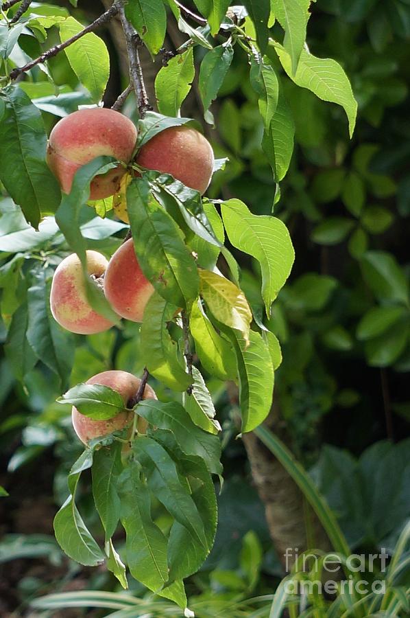 Peach Photograph - Fresh Peaches by Maxine Billings