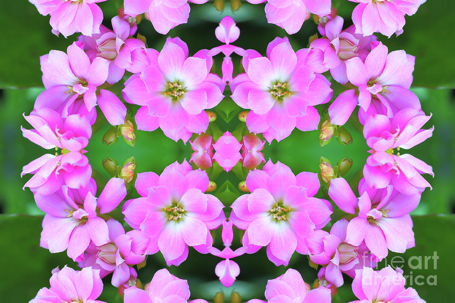 Fresh pink Kalanchoe flowers surreal shaped symmetrical kaleidoscope Photograph by Gregory DUBUS
