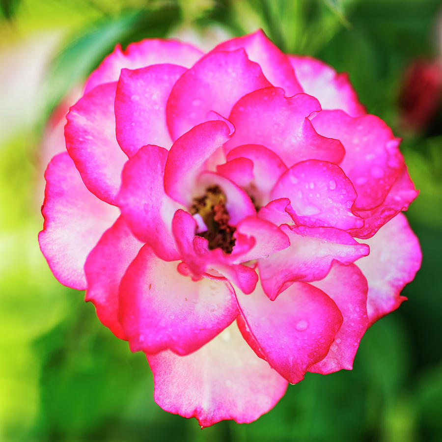 Fresh pink rose Photograph by Vishwanath Bhat