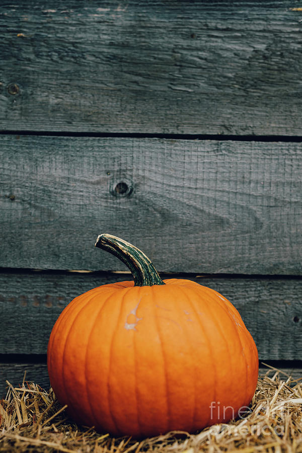 Fresh Pumpkin On Wood Background. Halloween And Thanksgiving Photograph