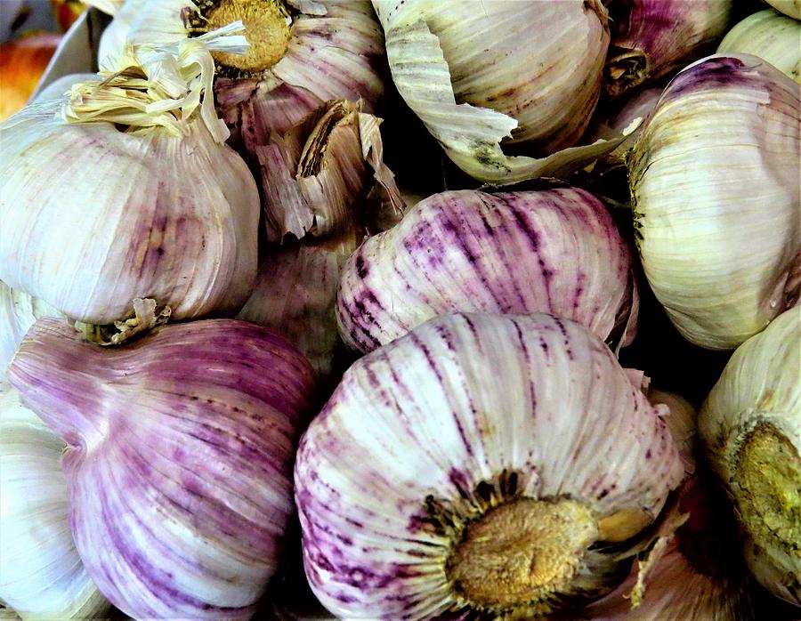 Fresh Purple Garlic for Sale Photograph by Linda Stern
