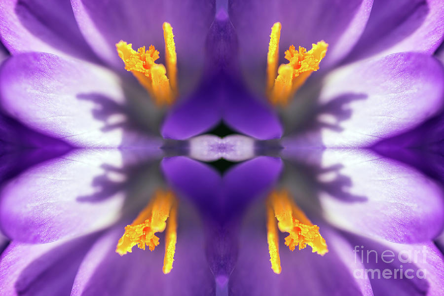 Fresh purple Saffron Crocus flower surreal shaped symmetrical kaleidoscope Photograph by Gregory DUBUS