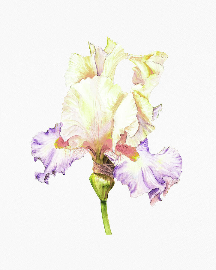 Fresh Raffles Of Iris Watercolor Flower On White Paper Floral Art Minimalism  Painting by Irina Sztukowski