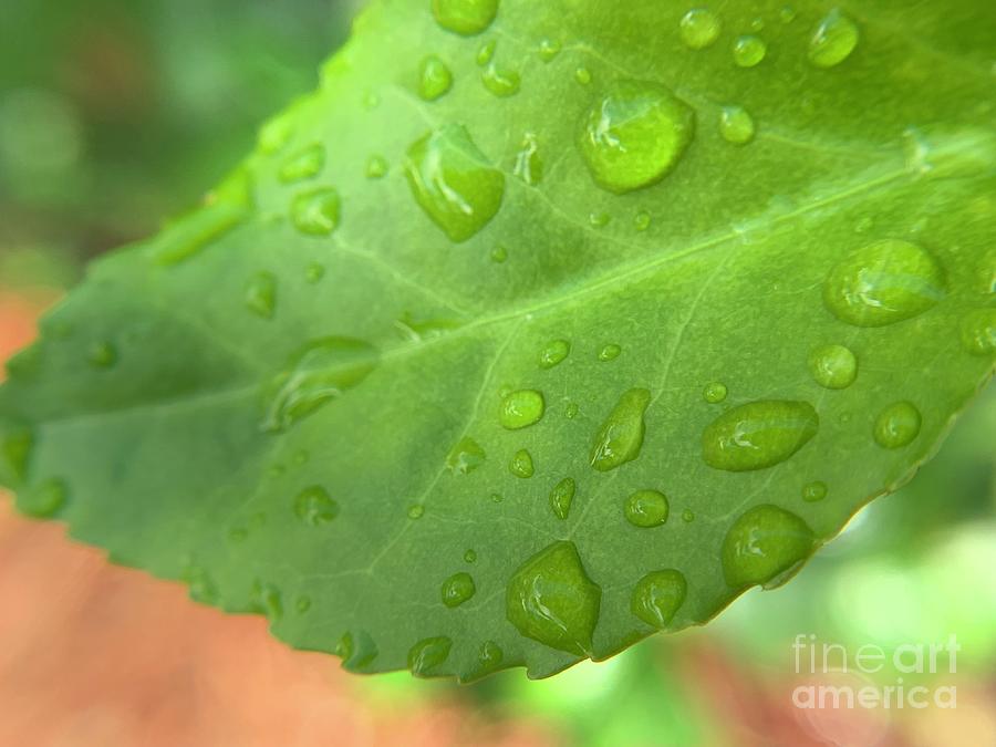 Fresh Rain on Leaf Photograph by Catherine Wilson
