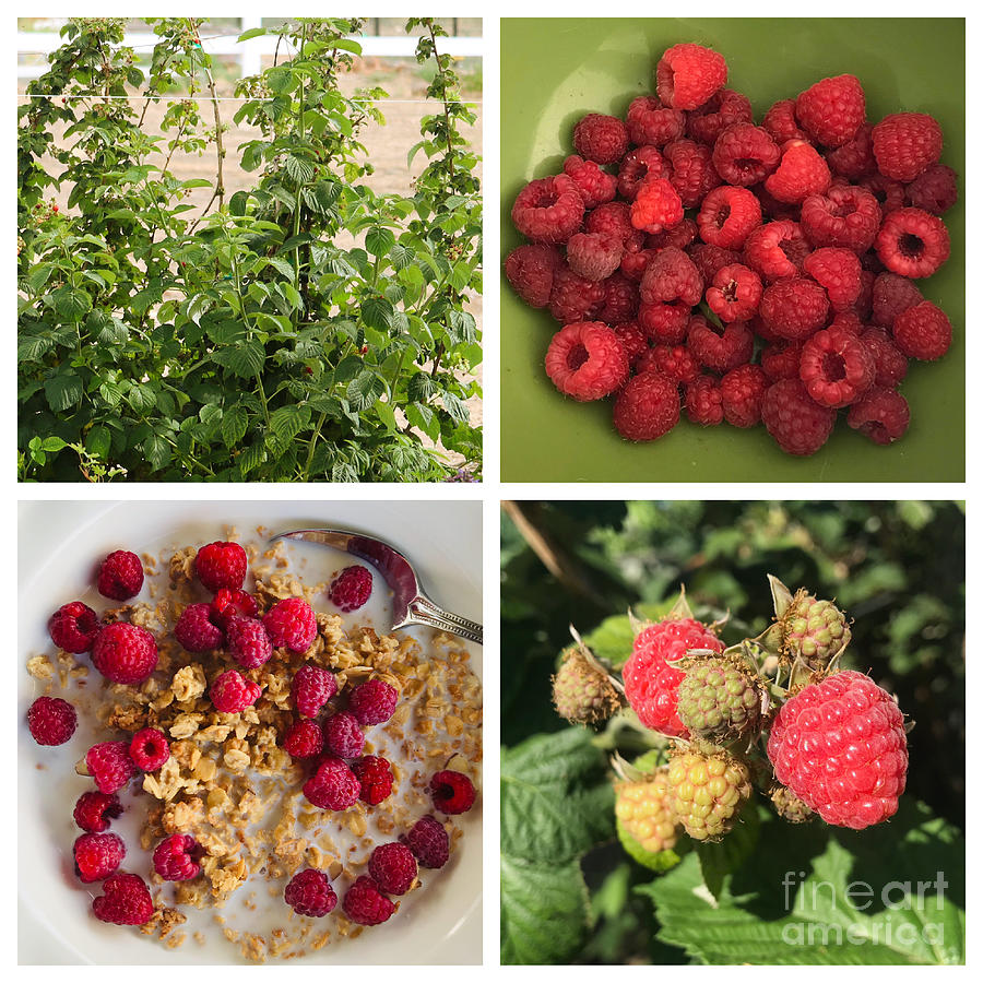 Fresh Raspberries Collage 2 Photograph by Carol Groenen