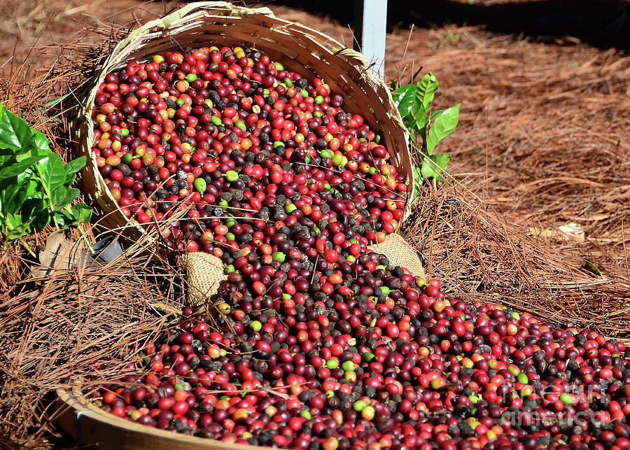Fresh Red Beans of Brazilian Coffee Photograph by Carlos Alkmin