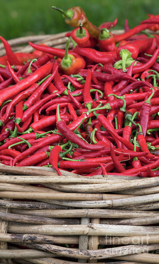 Fresh Red Chilli Peppers Photograph by Tim Gainey