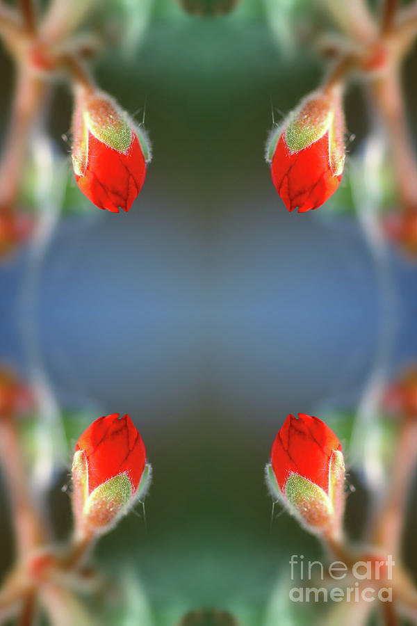 Fresh red flower bud surreal shaped symmetrical kaleidoscope Photograph by Gregory DUBUS