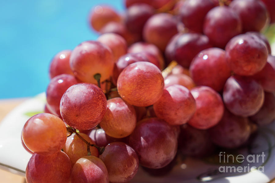 Fresh Red Grapes In The Summer Sun Photograph by Adriana Mueller
