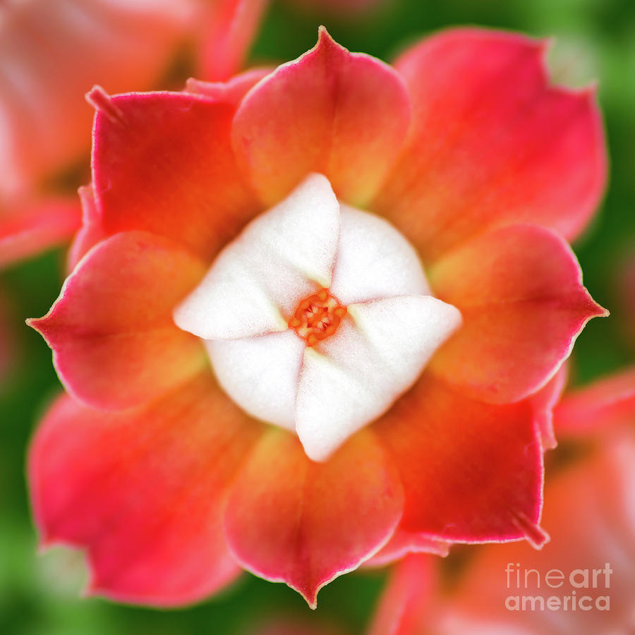 Fresh red Kalanchoe flower surreal shaped symmetrical kaleidoscope front view Photograph by Gregory DUBUS