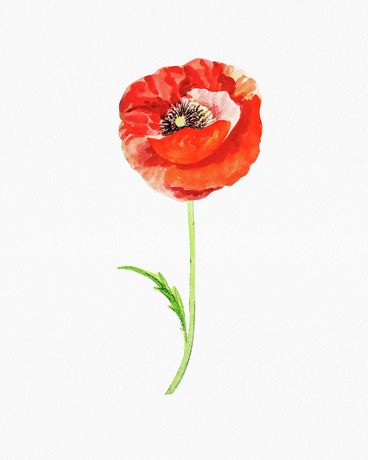 Fresh Red Poppy Watercolor Flower On White Paper Floral Art Minimalism I Painting by Irina Sztukowski