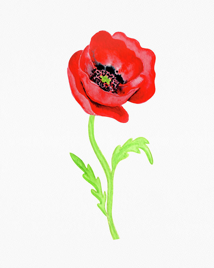 Fresh Red Poppy Watercolor Flower On White Paper Floral Art Minimalism VI Painting by Irina Sztukowski
