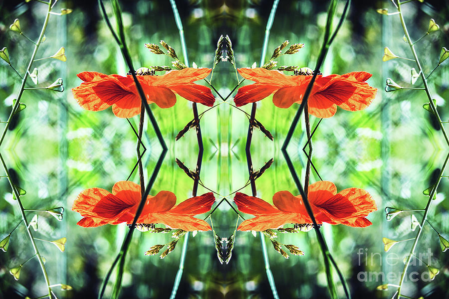 Fresh red poppy wildflower surreal shaped symmetrical kaleidoscope Photograph by Gregory DUBUS