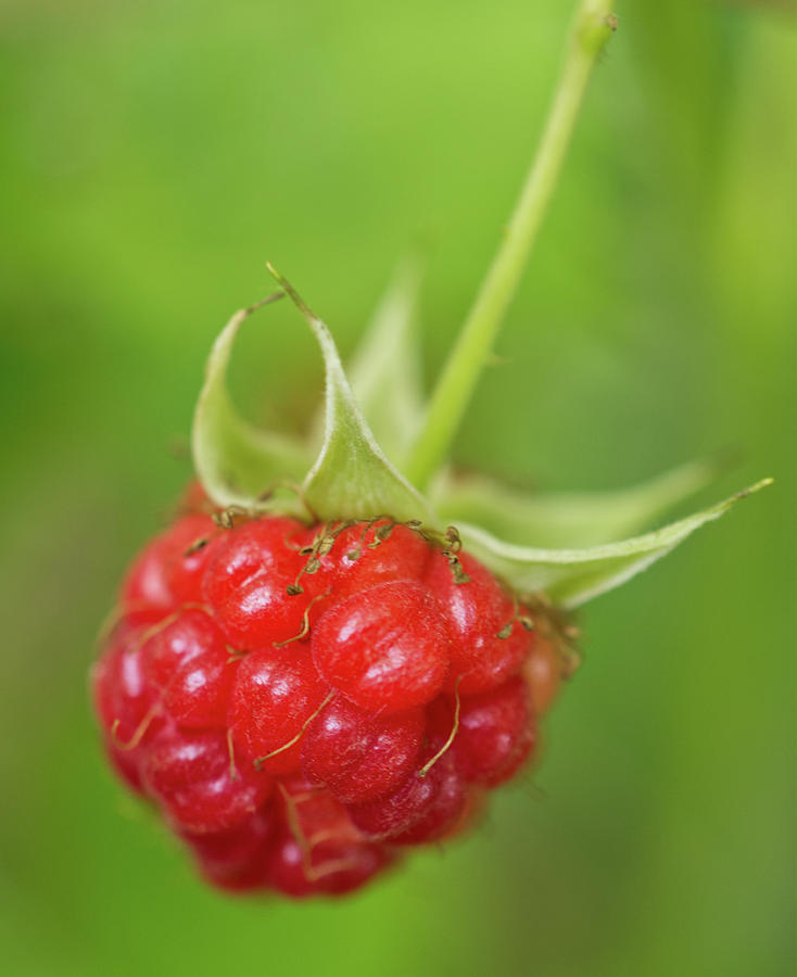 Fresh Red Raspberry Photograph