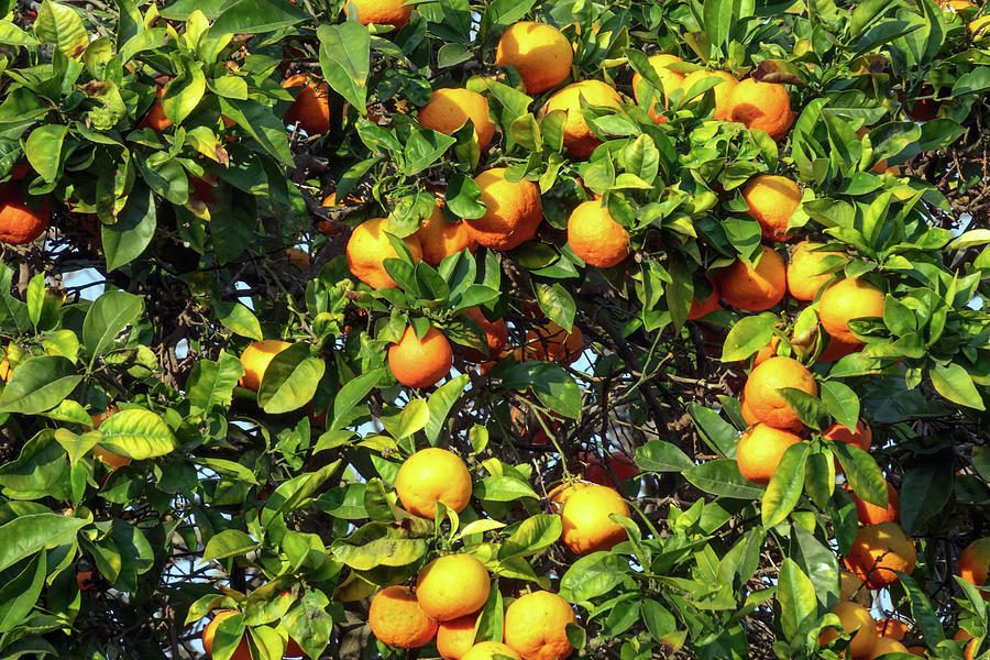 Fresh Ripe Orange On Plant Photograph by Mikhail Kokhanchikov