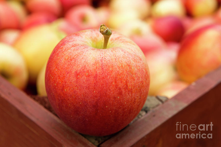 Fresh Ripe Organic Gala Apple Photograph by Kevin Miller - Pixels