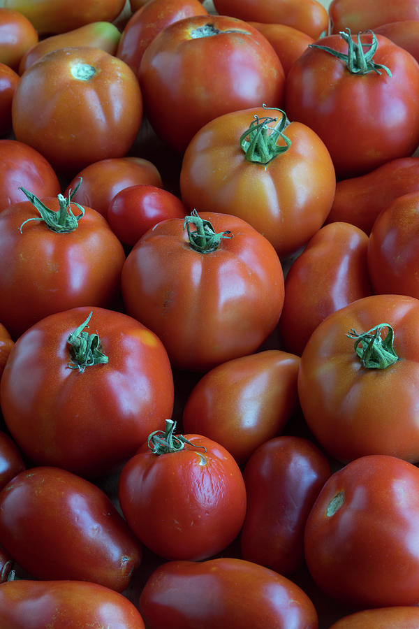 Fresh Ripe Tomatoes Photograph by James BO Insogna