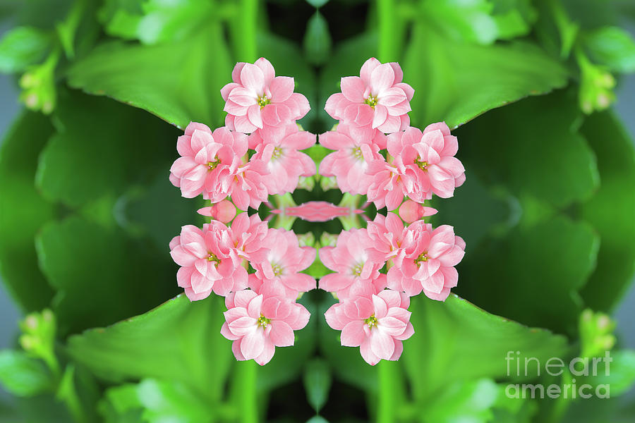 Fresh Rose Quartz color Kalanchoe flowers surreal shaped symmetrical kaleidoscope Photograph by Gregory DUBUS