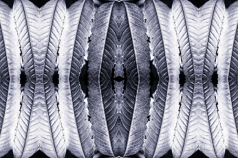 Black And White Photograph - Fresh silver sumac leaves pattern kaleidoscope by Gregory DUBUS