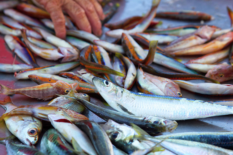 Fresh small fishes at a market stall on the island of Favignana ...