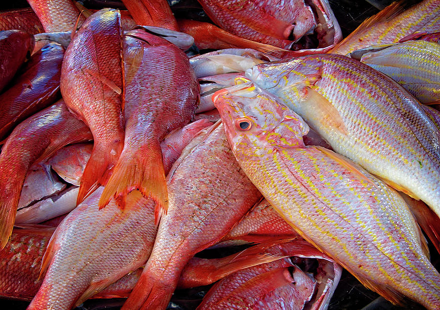 Fresh Snapper at the Dock Photograph by Pheasant Run Gallery