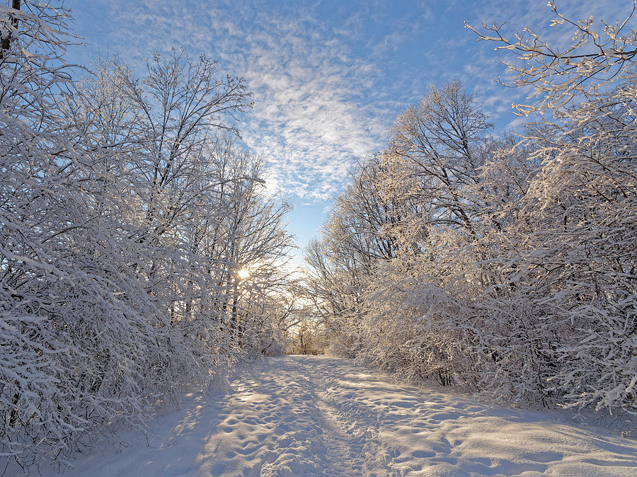 Fresh Snow Photograph by Cary Seipp - Fine Art America