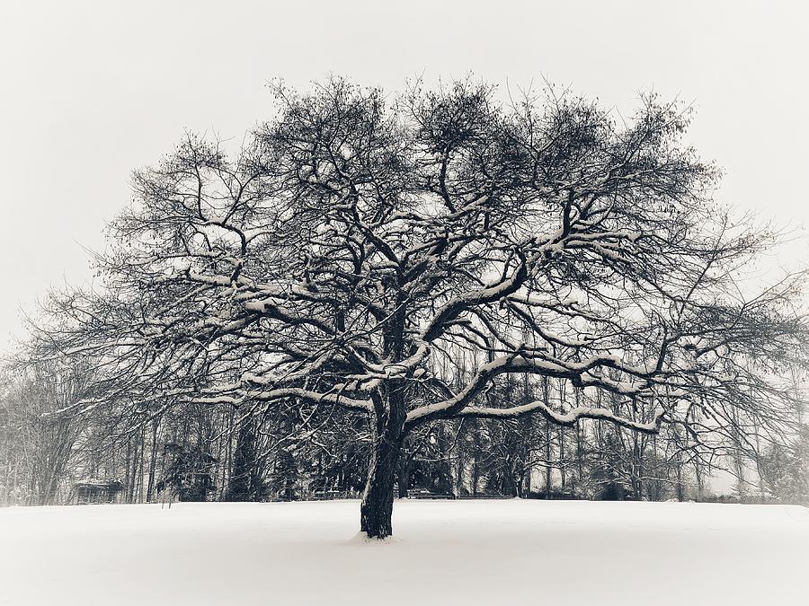 Fresh Snow in Tree BW Photograph by Jerry Abbott