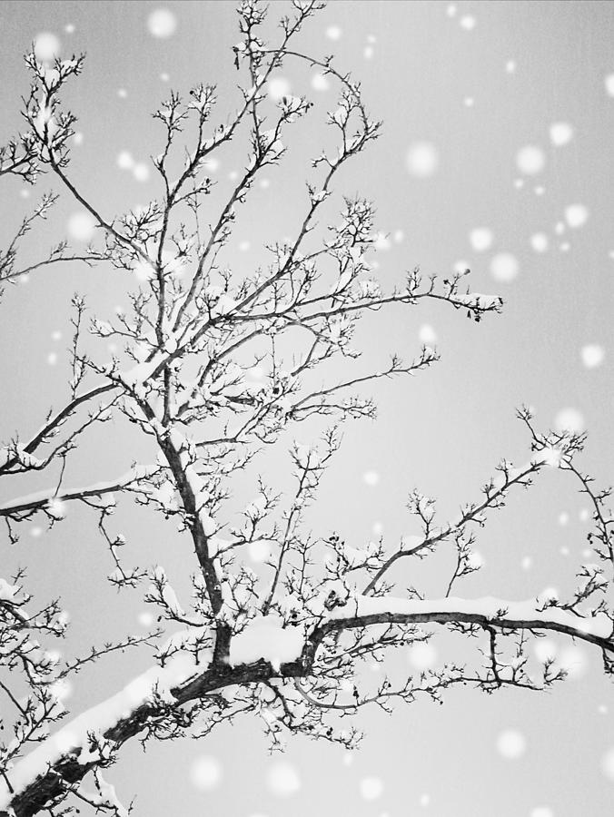 Tree Photograph - Fresh Snow by Linda McRae
