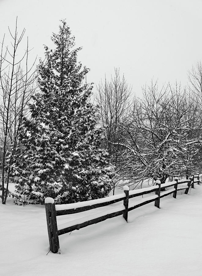 Fresh Snow on the Fence Photograph by David T Wilkinson