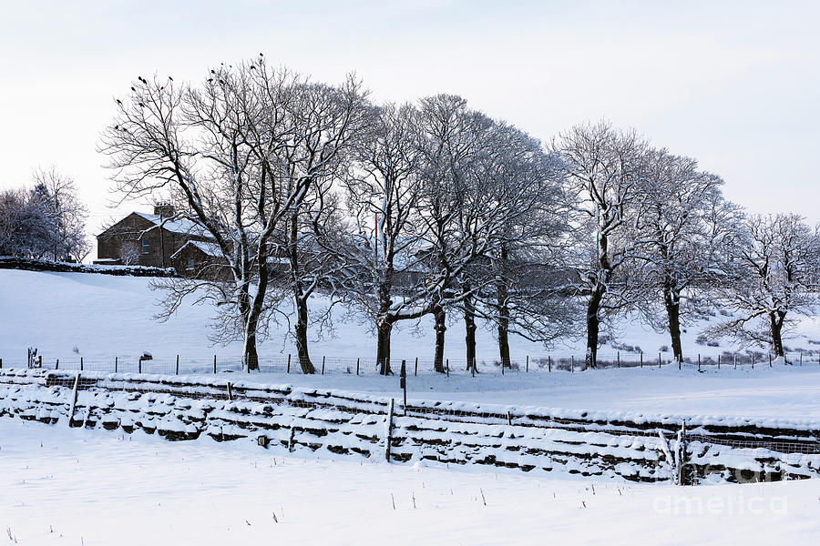 Fresh snow on trees and stone walls in Hawes Wensleydale Photograph by Louise Heusinkveld