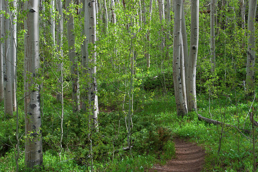 Fresh Spring Aspen Forest Photograph by Cascade Colors