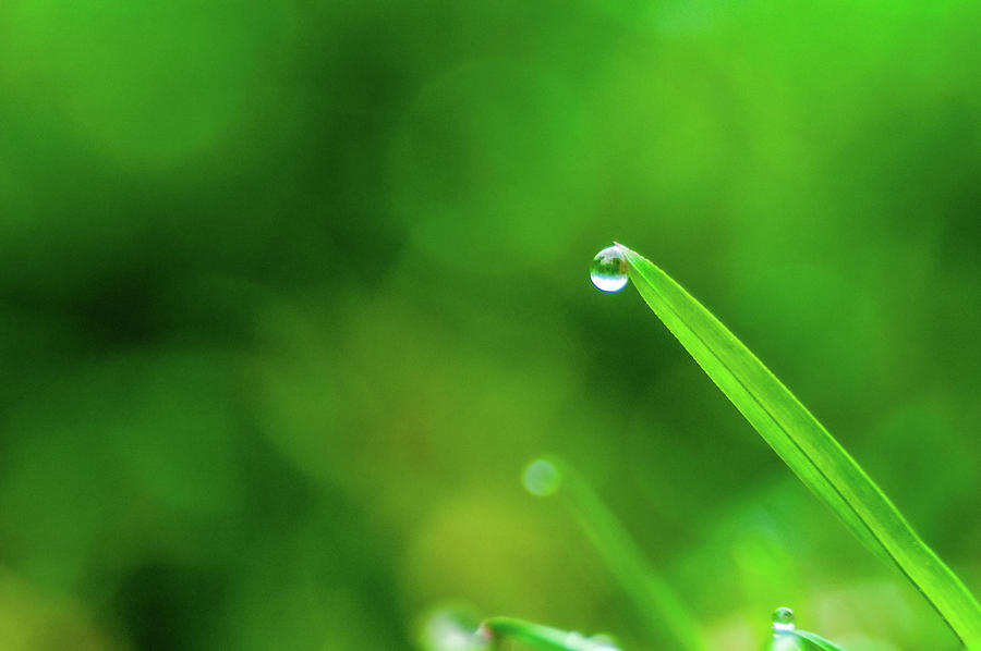 Fresh spring grass with dew drops  Photograph by Alex Grichenko