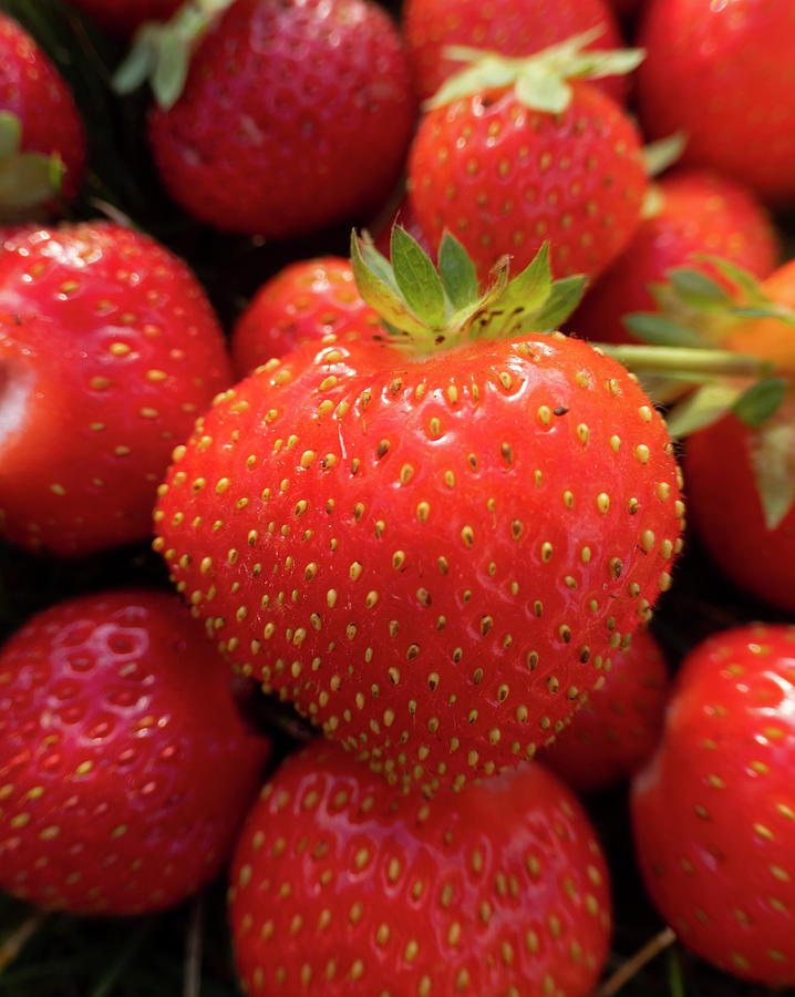 Strawberries Photograph - Fresh Strawberries by Karen Rispin