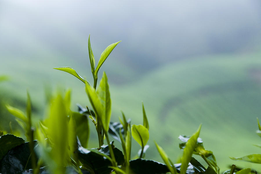 Fresh Tea Growth Photograph by Georgeclerk