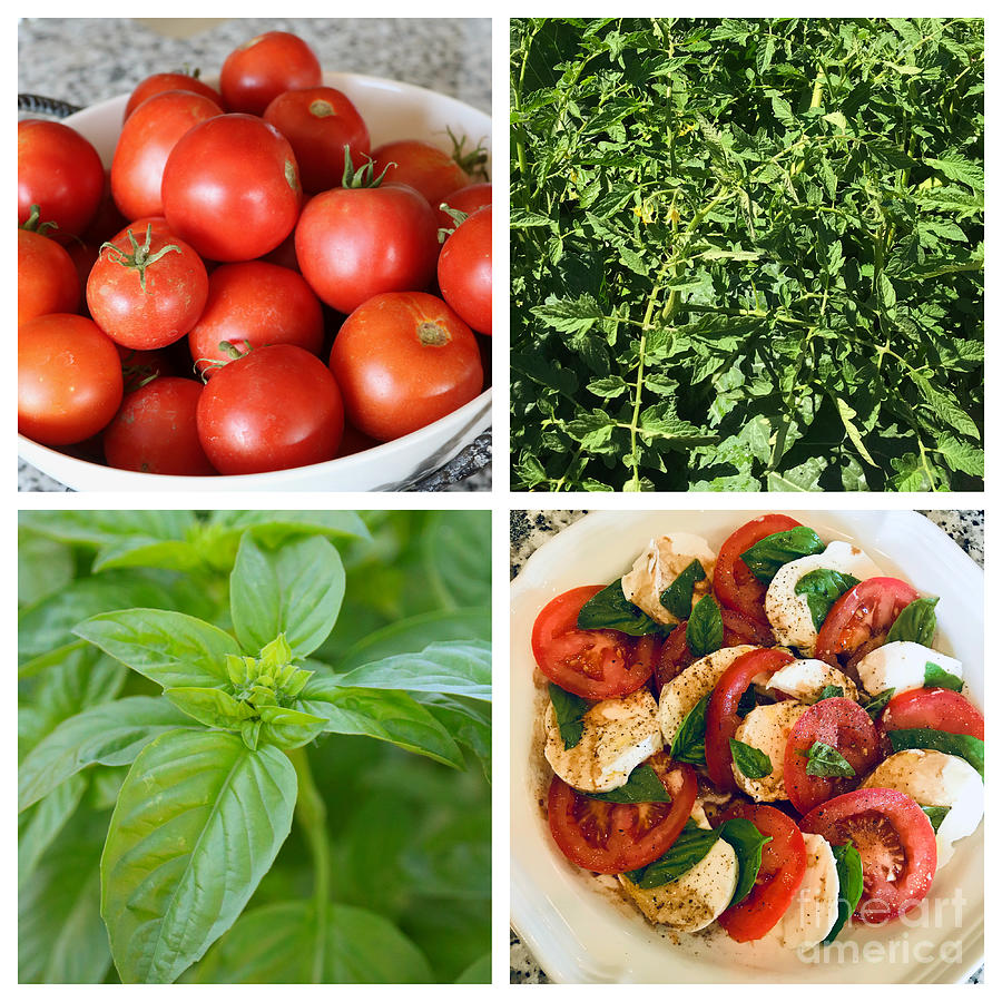 Fresh Tomatoes and Basil Collage Photograph by Carol Groenen