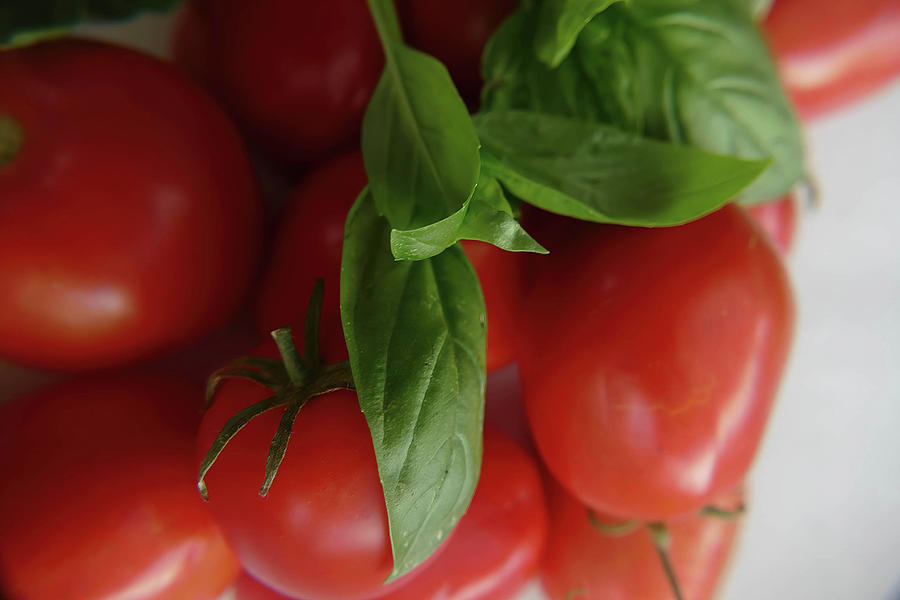 Fresh tomatoes and basil from the garden Photograph by Steve Estvanik