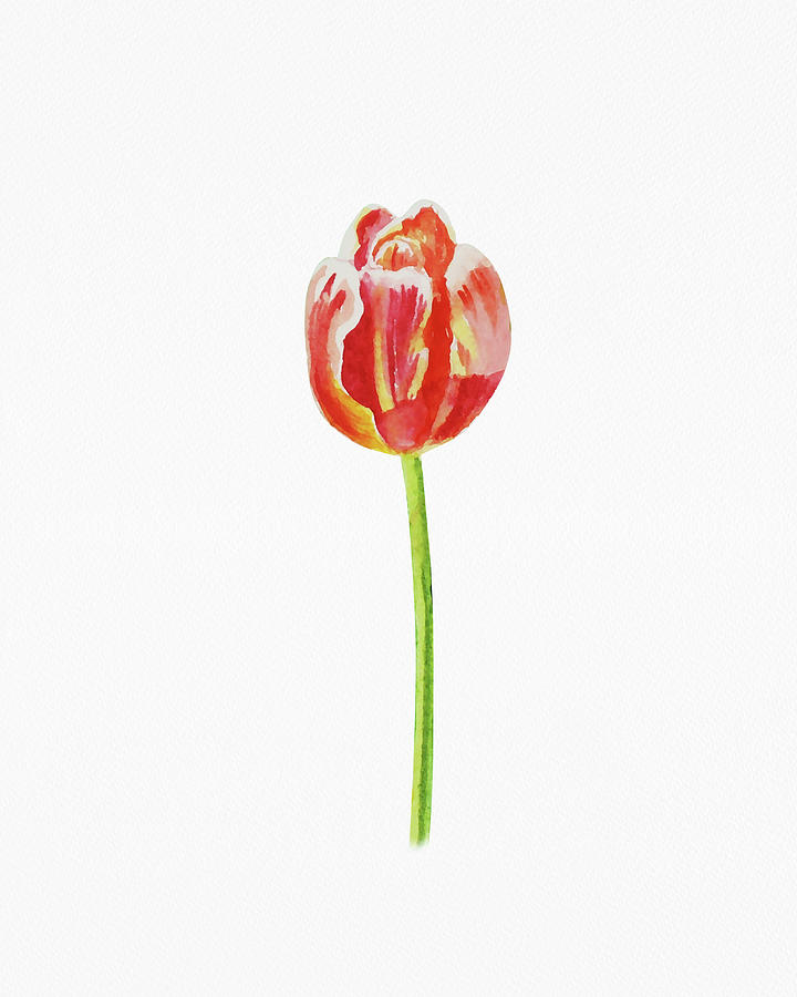 Fresh Tulip Watercolor Flower On White Paper Floral Art Minimalism  Painting by Irina Sztukowski